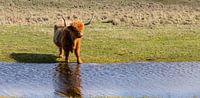 Tierfotografie - Schottische Highlander... von Bert v.d. Kraats Fotografie Miniaturansicht