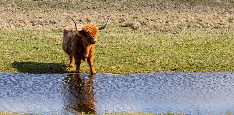 Dierenfotografie - Schotse hooglander... van Bert v.d. Kraats Fotografie