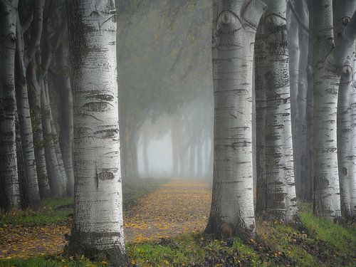 Een mooie laan met bomen in de herfst net buiten Den Bosch.