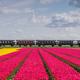 Dampfstraßenbahn fährt an Tulpenfeldern vorbei von Jeroen de Jongh