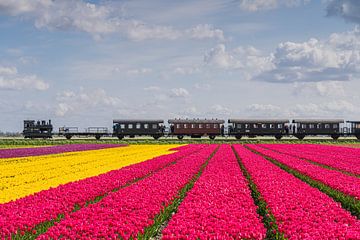 Stoomtram rijdt langs de West-Friese tulpenvelden