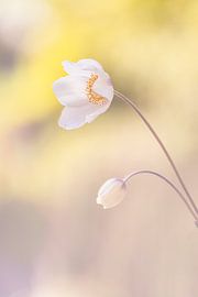 anemone flower by natascha verbij