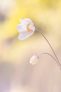 Anemonenblüte von natascha verbij