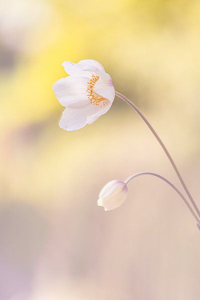 fleur d'anémone par natascha verbij