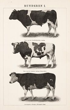 Vintage-Gravur Rinder I von Studio Wunderkammer