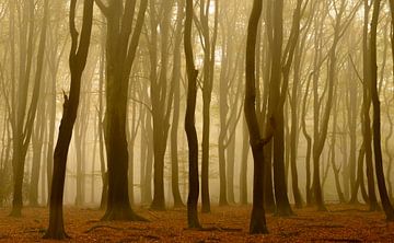 Beukenbomen tijdens een mistige herfst ochtend. van Sjoerd van der Wal Fotografie