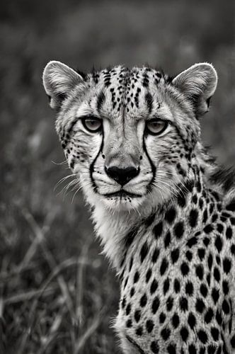 Zwart-wit cheetah portret in de natuur