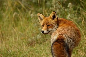 renard sur Rando Kromkamp