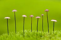 Mushrooms in a line by AGAMI Photo Agency thumbnail