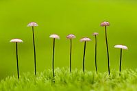 Paddestoelen op een rij
