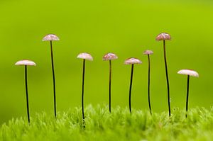 Paddestoelen op een rij van AGAMI Photo Agency