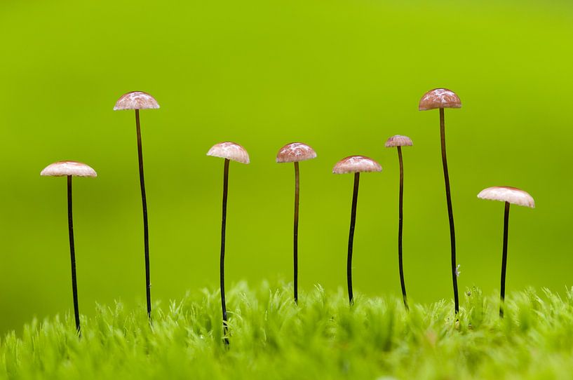 Mushrooms in a line by AGAMI Photo Agency