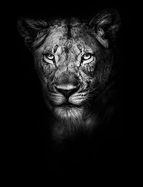 Lioness by Jeff's Gallery