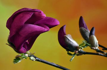 Magnolia, flower, purple