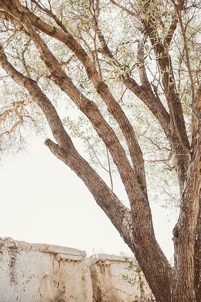 Boho-Baum in Griechenland von Patrycja Polechonska