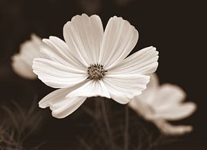 Cosmea in Sepia
