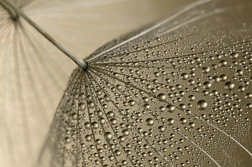 Druppels aan een pluisje van de morgenster (Tragopogon)