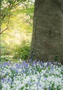 Arboretum Teil 26