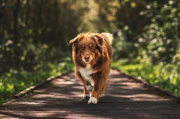 Australian shepherd dog on a sunny day, on a wooden path by Elisabeth Vandepapeliere