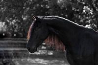 Goedemorgen Friese schoonheid