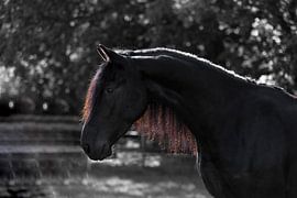 Goedemorgen Friese schoonheid von Sabine Timman