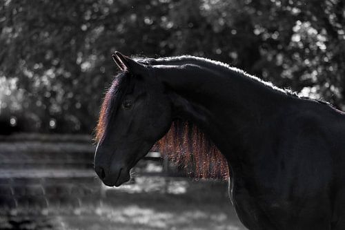 Goedemorgen Friese schoonheid sur Sabine Timman