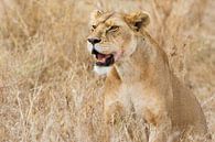 Serengeti Leeuwin van Ronne Vinkx thumbnail