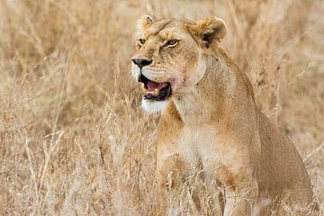 Serengeti Lioness by Ronne Vinkx