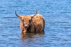 Highlanders in the water. by Els Oomis