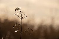 Plants with water droplets on a half foggy day in December