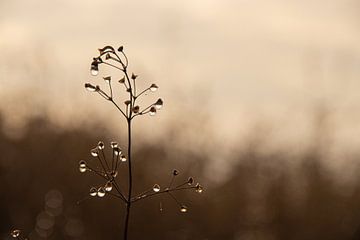 Planten met waterdruppels op een half mistige dag in december van Jacoline van Dijk