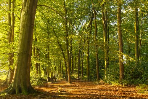 Sunrise in the forest (Groningen- Netherlands)