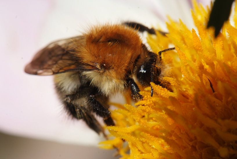 bee by Hubert van Gestel