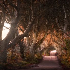 The Road of the King by Georgios Kossieris