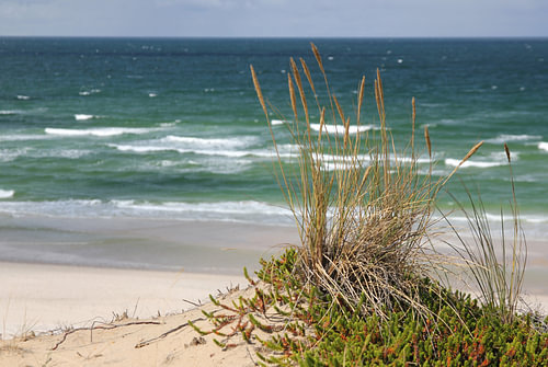 Proud in the Wind – Vigorous Coastal Grass – Photography