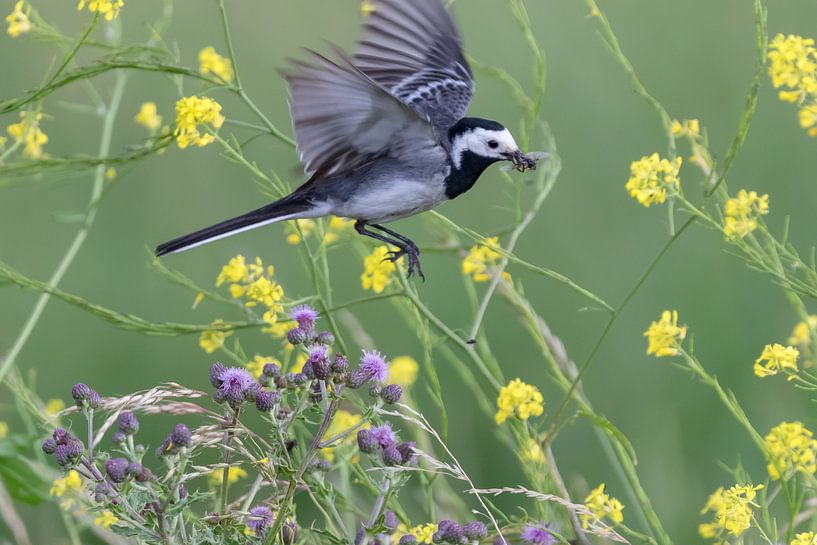 Wagtail par Bas Groenendijk