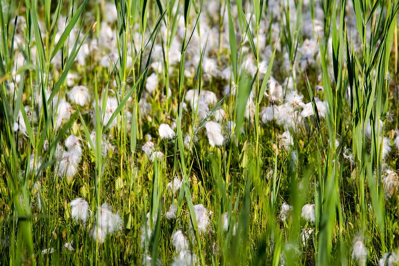 Witte bloemen in een grasveld van Marcel Alsemgeest