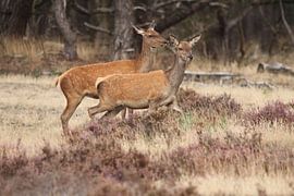 Hindes op de hoge Veluwe von Fotografie Fryslân