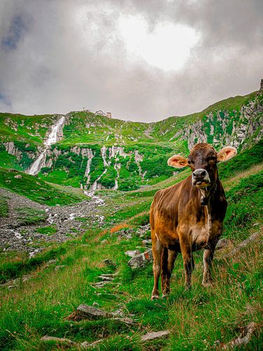 Kuh in den österreichischen Bergen von Carmen Nijman
