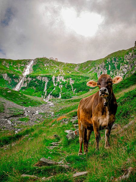 Cow in the Austrian mountains by Carmen Nijman