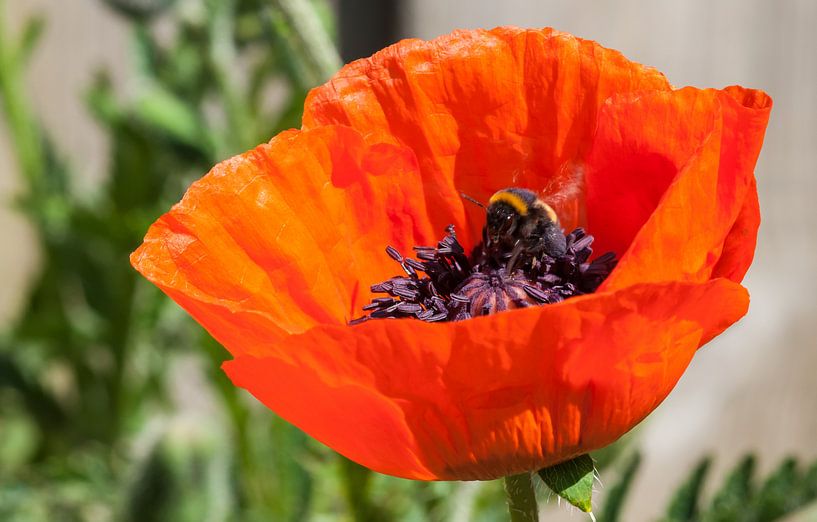klaar om naar huis te gaan van mick agterberg