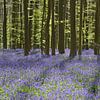 Wilde hyacinten in het Hallerbos van Barbara Brolsma