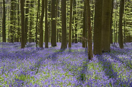 Bluebells