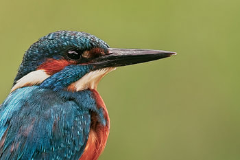 Portrait en gros plan d'un martin-pêcheur