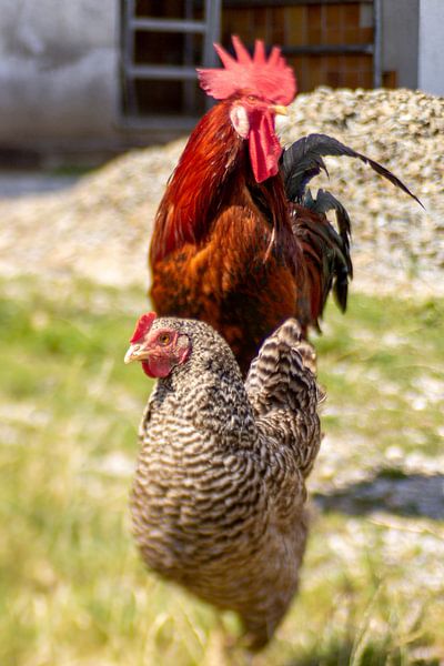 Coq et poulets par Gabry Zijlstra