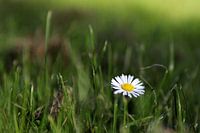 Ein Gänseblümchen im Gras