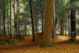 Speulderbos , het pad. by Jos Erkamp