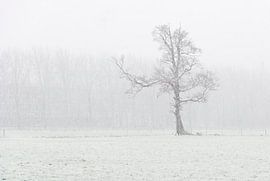 lonely tree by Jeannette Kliebisch
