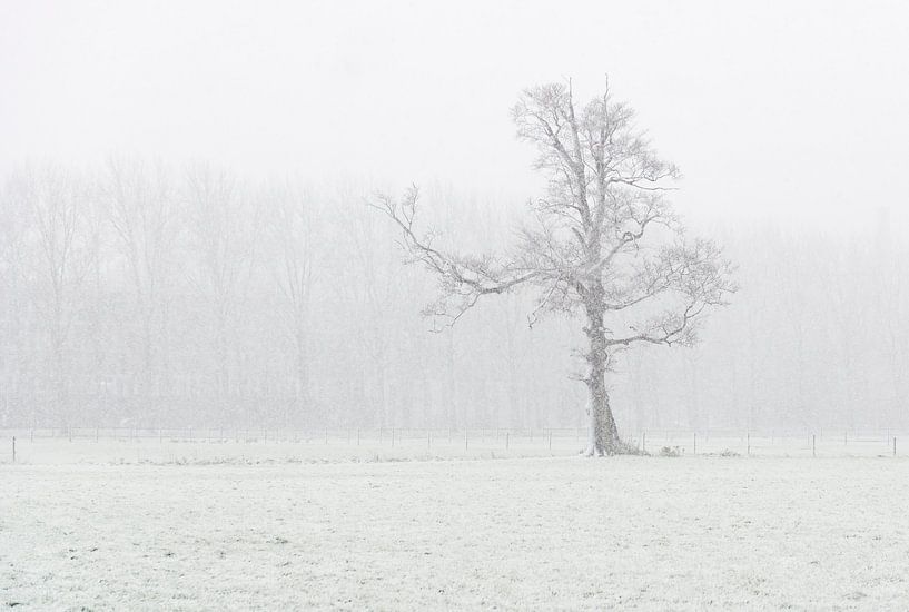 einsamer Baum von Jeannette Kliebisch