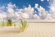 Des herbes hautes sur la plage de la mer du Nord de Terschelling par Jurjen Veerman Aperçu